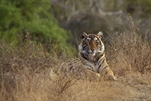 Images Dated 28th March 2008: Tiger - Young female sub-adult Tigress in Ranthambhore National Park, Rajasthan, India