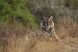 Tigress Prints: Tiger - Young female sub-adult Tigress in Ranthambhore National Park, Rajasthan, India