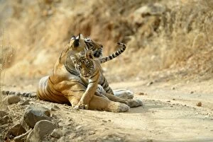 Images Dated 23rd April 2005: Tigers - 3 month old cub with mother Ranthambhore NP, Rajasthan, India