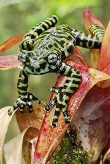 Images Dated 20th September 2007: Tiger's Treefrog on bromeliad