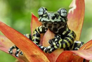 Images Dated 20th September 2007: Tiger's Treefrog on bromeliad