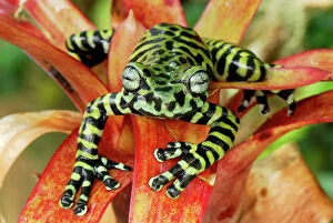 Frogs Collection: Tiger's Treefrog on bromeliad - new species discovered in 2007 - Pasto - Departamento Narino