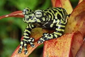 Images Dated 21st September 2007: Tiger's Treefrog on bromeliad - new species discovered in 2007 - Pasto - Departamento Narino