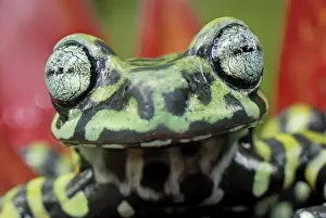 Tiger's Treefrog on bromeliad - new species discovered in 2007 - Pasto - Departamento Narino - Colombia