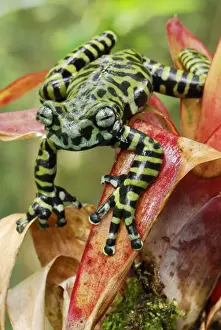 Tiger's Treefrog on bromeliad - new species discovered in 2007 - Pasto - Departamento Narino - Colombia