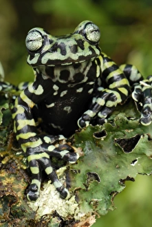 Images Dated 21st September 2007: Tiger's Treefrog - new species discovered in 2007 - Pasto - Departamento Narino - Colombia