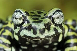 Images Dated 21st September 2007: Tiger's Treefrog - new species discovered in 2007 - Pasto - Departamento Narino - Colombia