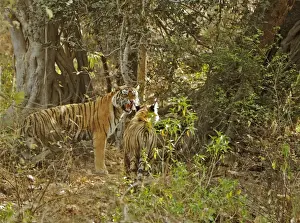 Tigress Prints: Tigress and cub - Tigress interacts with her cub - NB her two missing canines - Ranthambhore
