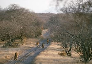 Tigress and Cubs walking down track
