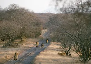 Tigress Prints: Tigress and Cubs walking down track. Ranthambore National Park, India