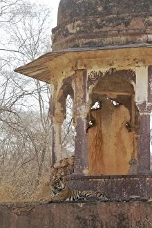 Tigress - large cub lying on chhatri base (elevated, dome-shaped pavilion)