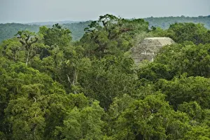 Guatemala Prints: Tikal Site - Rainforest - Guatemala