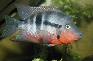 Images Dated 15th January 2007: Tilapia Fish - adult male
