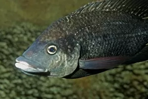 Images Dated 12th October 2010: Tilapia, freshwaters Africa