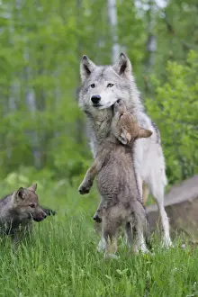 Timber / Grey Wolf - adult with cub begging. Minnesota - USA