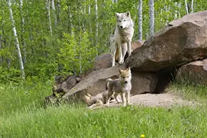 Timber / Grey Wolf - adult with cubs at den entrance. Minnesota - USA