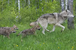 Following Prints: Timber / Grey Wolf - adult with cubs. Minnesota - USA