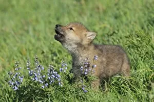 Wolves Collection: Timber / Grey Wolf - cub calling. Minnesota - USA