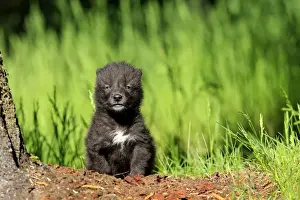 Timber / Grey Wolf - cub. Minnesota - USA