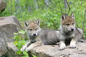 Timber / Grey Wolf - cubs. Minnesota - USA