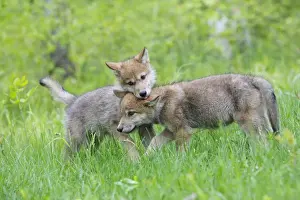 Timber / Grey Wolf - cubs. Minnesota - USA