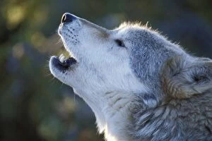 Timber / Grey Wolf - howling
