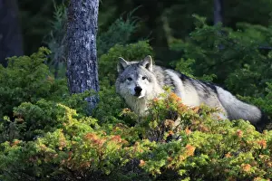 Timber / Grey Wolf. Minnesota - USA