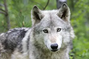 Timber / Grey Wolf. Minnesota - USA
