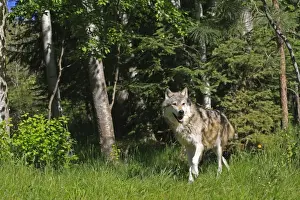 Timber / Grey Wolf. Minnesota - USA