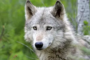 Timber / Grey Wolf. Minnesota - USA