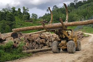 Images Dated 24th November 2007: Timber at a logging area near the Danum Valley Conservation Area - Sabah - Borneo