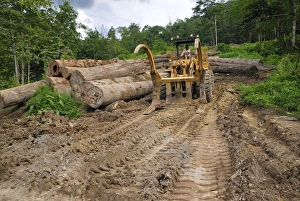 Images Dated 24th November 2007: Timber at a logging area near the Danum Valley Conservation Area - Sabah - Borneo - Malaysia