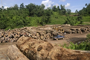 Images Dated 24th November 2007: Timber at a logging area near the Danum Valley Conservation Area - Sabah - Borneo