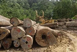 Images Dated 24th November 2007: Timber at a logging area near the Danum Valley Conservation Area - Sabah - Borneo