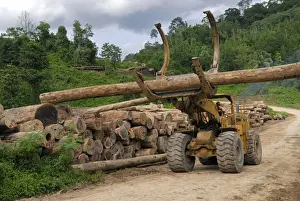 Trucks Prints: Timber at a logging area near the Danum Valley Conservation Area - Sabah - Borneo