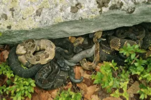 Emerging Prints: Timber Rattlesnake Emerging from den