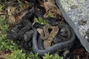 Protected Prints: Timber Rattlesnake - Northeastern United States - Venomous pit vipers widely distributed throughout eastern United