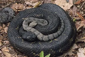 Timber Rattlesnake - Northeastern United States - With young - Venomous pit vipers widely distributed throughout eastern United States - Legally protected in 8 of 32 states in which it occurs - Populations declining due to habitat loss