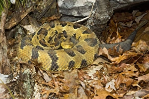 Images Dated 7th April 2010: Timber Rattlesnake - by the number of rattles approximately 10 years old