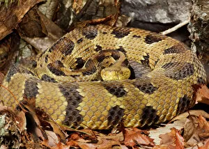 Images Dated 7th April 2010: Timber Rattlesnake - by the number of rattles approximately 10 years old - April - CT - USA