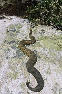 Timber Rattlesnake - on Rock