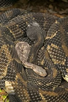Timber Rattlesnakes - Adult females with newborn young, parental care