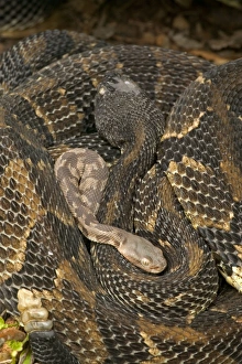 Timber Rattlesnakes - Adult females with newborn young, parental care Timber Rattlesnakes - Adult females with newborn young, parental care