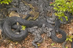 Timber Rattlesnakes - Adult females with newborn young, parental care. Venomous pitvipers, widely distributed throughout eastern United States. Legally protected in 8 of 32 states in which it occurs