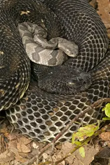 Timber Rattlesnakes - Adult females with newborn young, parental care. Venomous pitvipers, widely distributed throughout eastern United States. Legally protected in 8 of 32 states in which it occurs