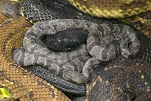 Outcrops Prints: Timber Rattlesnakes - Adult females with newborn young