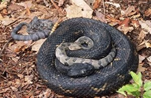 Timber RATTLESNAKES - adult & young