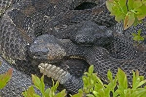 Timber Rattlesnakes - Emerging from hibernation at den site