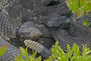 Protected Prints: Timber Rattlesnakes- Emerging from hibernation at den site