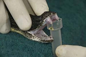 Timber Rattlesnakes - Extracting or milking venom